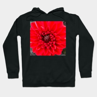 Vibrant Red Dahlia Symmetry and Balance Hoodie